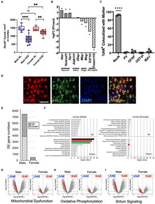 Sex differences in the neuronal transcriptome and synaptic mitochondrial function in the cerebral cortex of a multiple sclerosis model